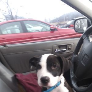 Meet your Posher, Brandon